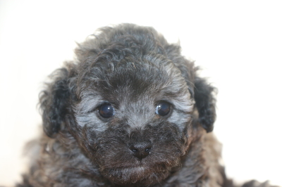 トイプードルシルバーの子犬オス、生後6週間画像