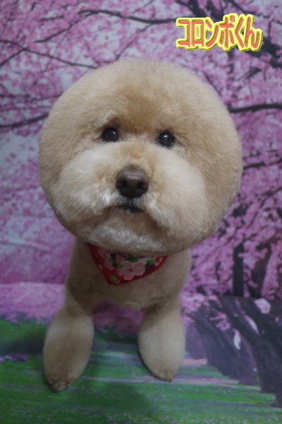 千葉県船橋市のトイプードルのトリミング画像