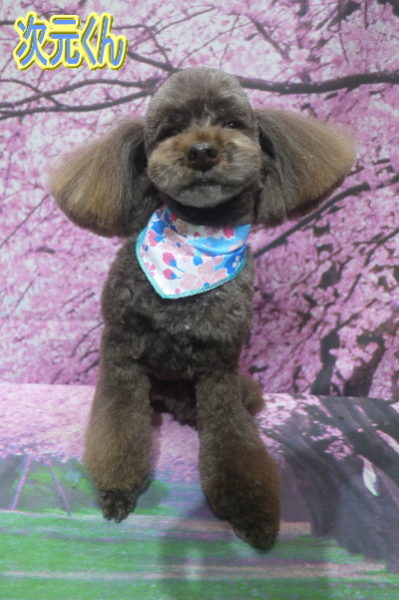 千葉県船橋市のトイプードルのトリミング画像