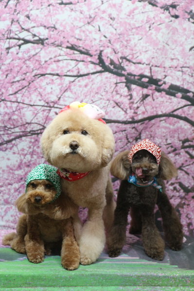 千葉県船橋市のトイプードルのトリミング画像