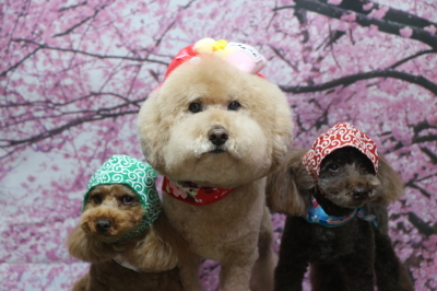 千葉県船橋市のトイプードルのトリミング画像