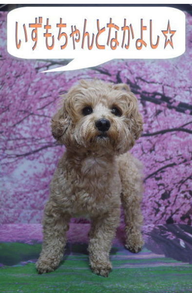 千葉県市川市のミックス犬トリミング前画像