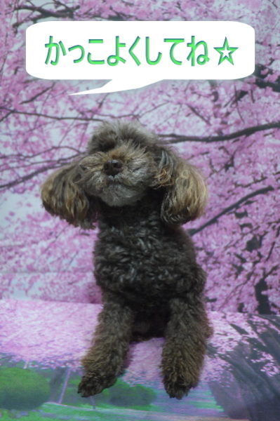 千葉県船橋市のトイプードルのトリミング画像