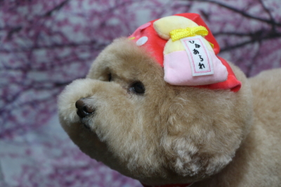 千葉県船橋市のトイプードルのトリミング画像