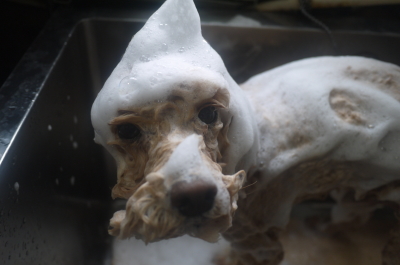 千葉県船橋市のトイプードルのシャンプー画像