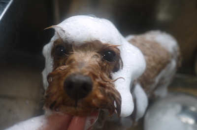 千葉県船橋市のトイプードルのシャンプー画像