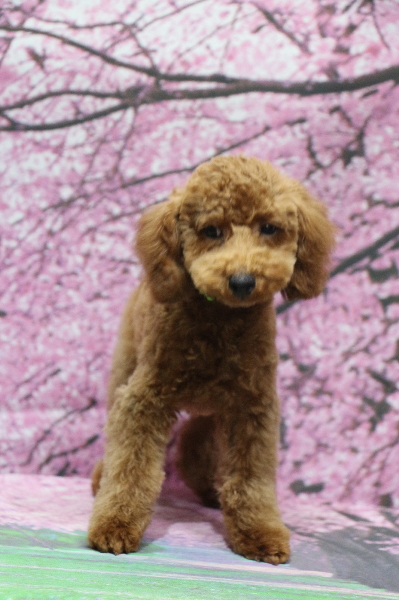 トイプードルレッドの子犬オス、山梨県昭和町トム君画像
