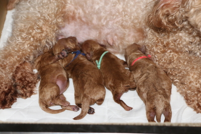 トイプードルレッドの子犬オス2頭メス2頭、生後3日画像