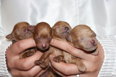 トイプードルレッドの子犬オス2頭メス2頭、生後3日画像