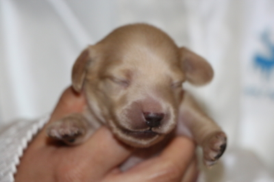 ミニチュアダックスイエロー(クリーム)の子犬オス、生後2週間画像