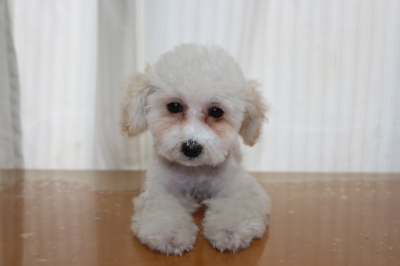 トイプードルホワイト(白色)の子犬メス、生後3ヵ月画像