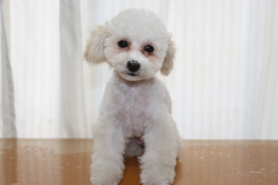 トイプードルホワイト(白色)の子犬メス、生後3ヵ月画像