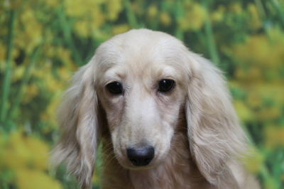 ミニチュアダックスのイエロー(クリーム)の子犬メス、生後半年画像