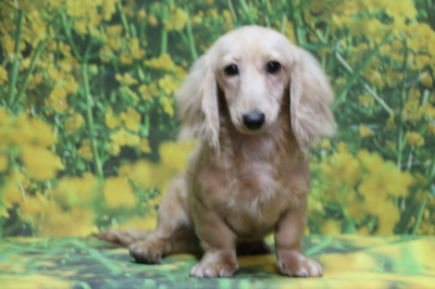 ミニチュアダックスのイエロー(クリーム)の子犬メス、生後半年画像