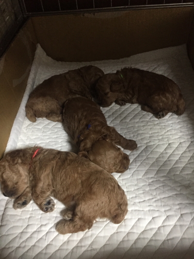 トイプードルレッドの子犬オス2頭メス2頭、生後2週間画像