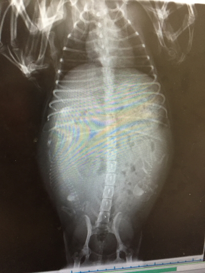 タイニープードルレッド妊娠犬のレントゲン写真