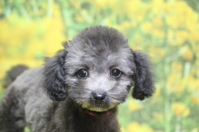 タイニープードルシルバーの子犬メス、東京都世田谷区マジュちゃん画像