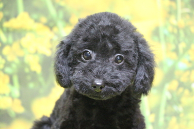 トイプードルブラック(黒色)の子犬メス、神奈川県川崎市さくらちゃん画像