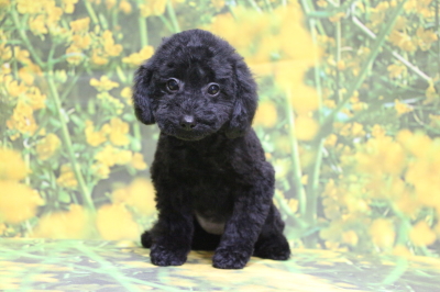 トイプードルブラック(黒色)の子犬メス、神奈川県川崎市さくらちゃん画像