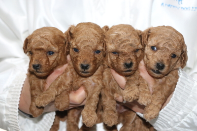 トイプードルレッドの子犬オス2頭メス2頭、生後3週間画像