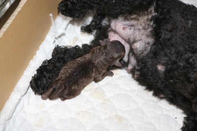 トイプードルブラウンの子犬メス、産まれたばかり画像
