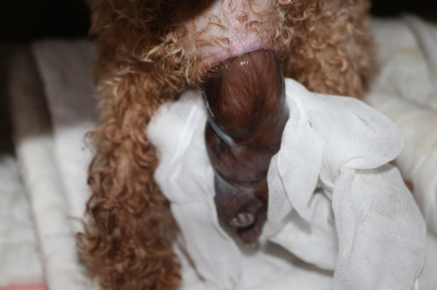 トイプードルレッドの子犬産まれたばかり画像