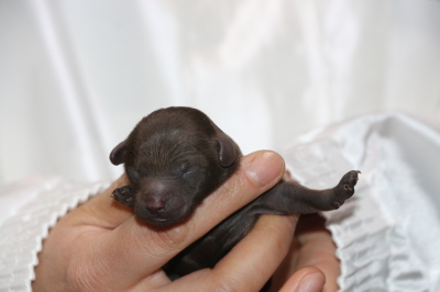 トイプードルブラウンの子犬メス、生後3日画像