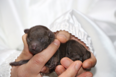トイプードルブラウンの子犬メス、生後3日画像