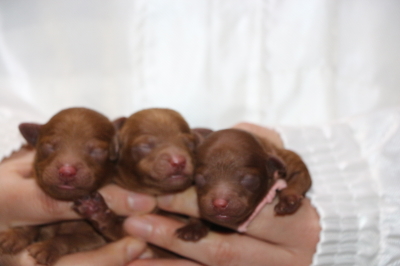 トイプードルレッドの子犬オス1頭メス2頭、生後3日画像