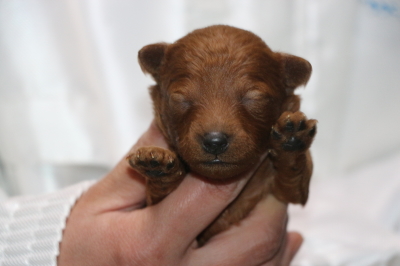 トイプードルレッドの子犬オス、生後1週間画像