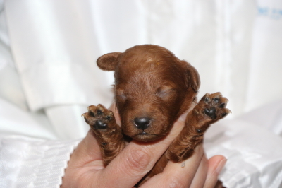 トイプードルレッドの子犬メス、生後1週間画像