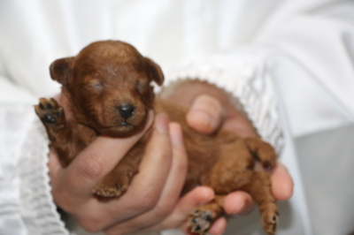 トイプードルレッドの子犬メス、生後1週間画像