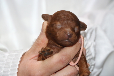 トイプードルレッドの子犬メス、生後1週間画像
