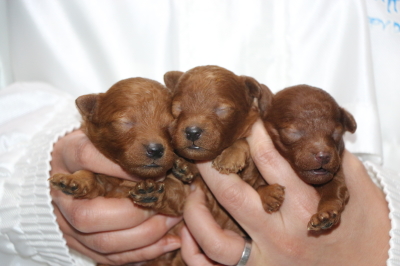 トイプードルレッドの子犬オス1頭メス2頭、生後1週間画像