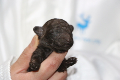 ティーカッププードルブラウンの子犬メス、生後1週間画像