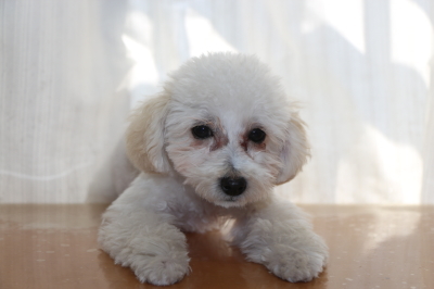 トイプードルホワイト(白色)の子犬メス、生後4ヵ月画像