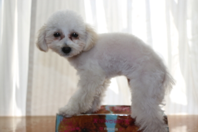 トイプードルホワイト(白色)の子犬メス、生後4ヵ月画像