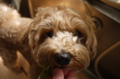千葉県市川市のミックス犬ハーブ歯磨き画像
