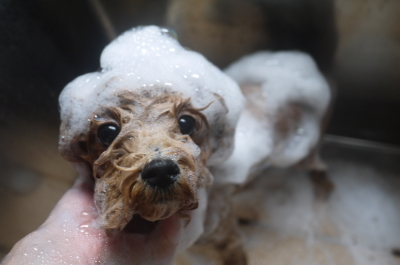 千葉県船橋市のマルプーのシャンプー画像