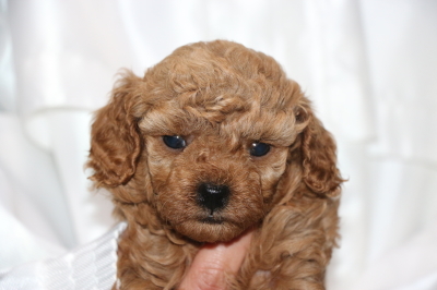 トイプードルレッドの子犬メス、生後5週間画像