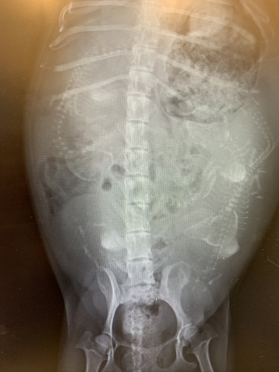 ミニチュアダックスイエロー(クリーム)妊娠犬のレントゲン写真