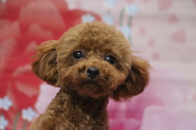 ティーカッププードルレッドの子犬メス、千葉県印西市ノエミちゃん画像