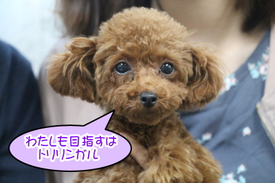 ティーカッププードルレッドの子犬メス、千葉県印西市ノエミちゃん画像