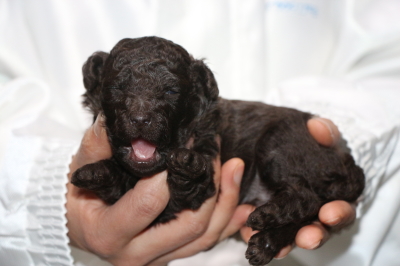 トイプードルブラウンの子犬メス、生後3週間画像