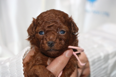 タイニープードルレッドの子犬メス、生後3週間画像