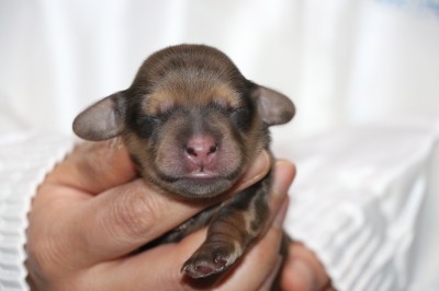 ミニチュアダックスの子犬、シェイデッドイエローオス、生後3日画像