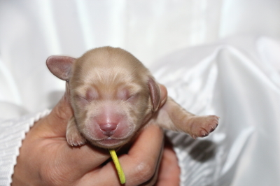 ミニチュアダックスの子犬、イエローメス、生後3日画像