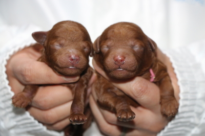 トイプードルレッドの子犬メス2頭、生後3日画像