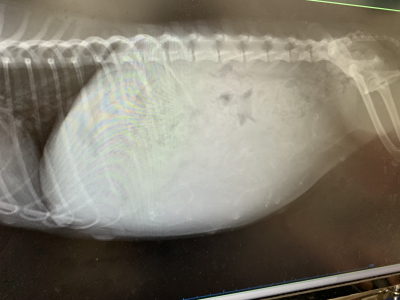 トイプードルクリーム妊娠犬のレントゲン写真
