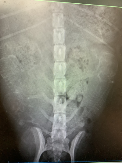 トイプードルクリーム妊娠犬のレントゲン写真